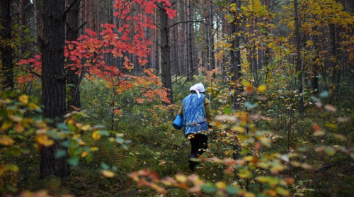 В Оршанском районе потерялась женщина, ее поиски продолжаются