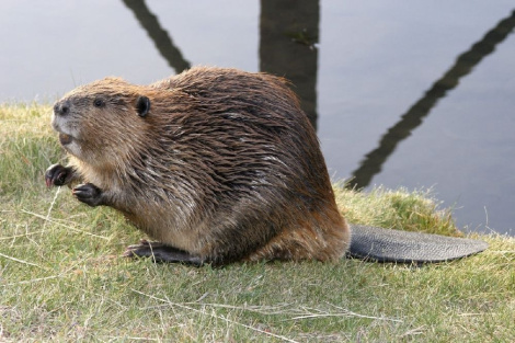 Бабры атакуюць раку пад Мінскам: жывёл адлоўліваюць і перасяляюць