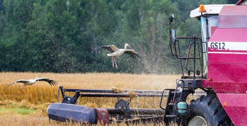 Почти 500 экипажей комбайнеров Гомельской области намолотили свыше тысячи тонн зерна на жатве-2025